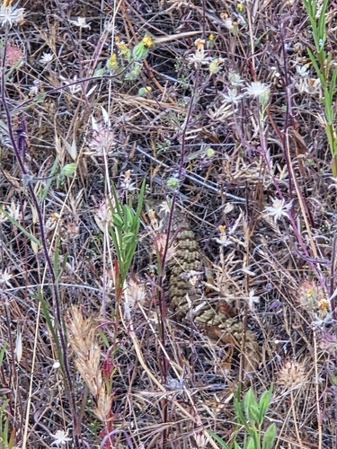 iNaturalist observation photo of Southern Alligator Lizard