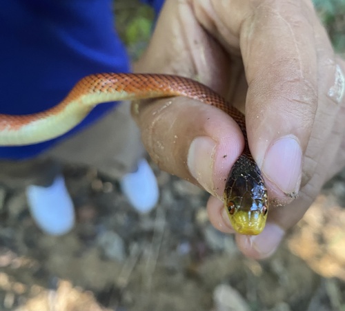 Yellow-headed Flame-Snake