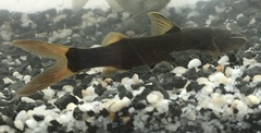Cetopsorhamdia nasus