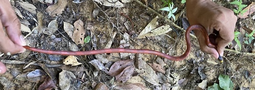 Yellow-headed Flame-Snake