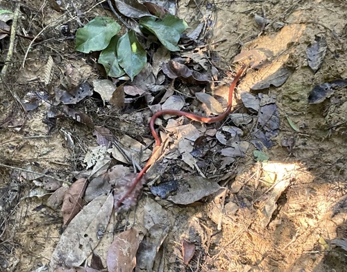 Yellow-headed Flame-Snake