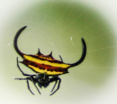 Gasteracantha falcicornis