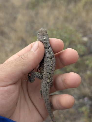 Red-black Whorltail Iguana, Stenocercus rhodomelas