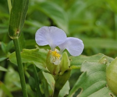 Commelina paludosa