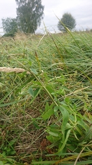 Scrophularia umbrosa