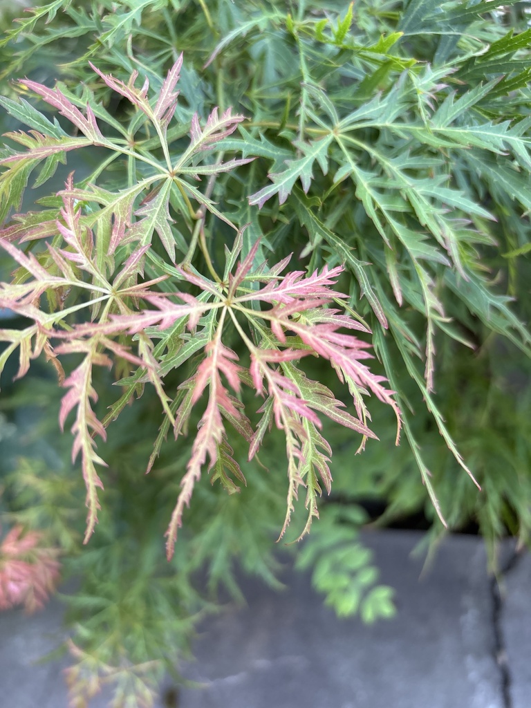 Acer palmatum