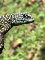 Uracentron flaviceps