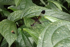 Psolodesmus mandarinus mandarinus