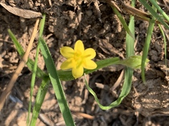 Hypoxis filiformis