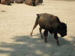 Bison
