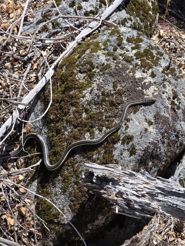 iNaturalist observation photo of Striped Racer