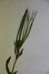 Epilobium leptophyllum