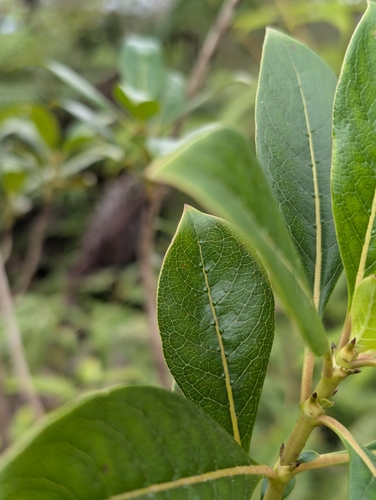 Coprosma pubens observed 2025-06-10