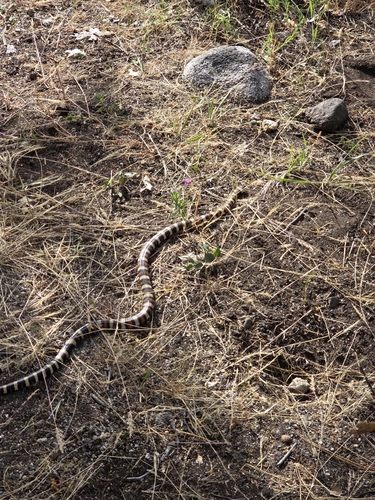 iNaturalist observation photo of California Mountain Kingsnake