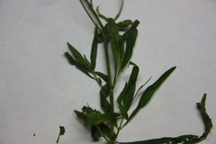 Epilobium leptophyllum