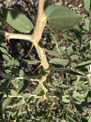 Ziziphus lotus