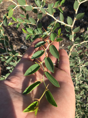 Ziziphus lotus