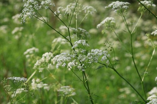 Cow parsley