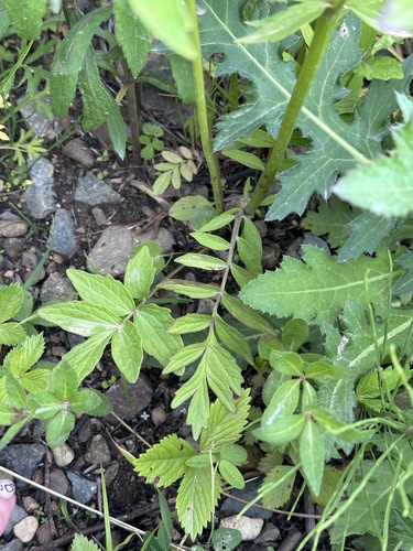 Valeriana fauriei, photograph 5