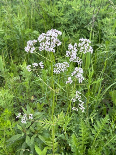 Garden valerian (Valeriana fauriei)