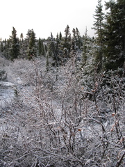 Betula glandulosa