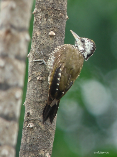 Golden-crowned Woodpecker
