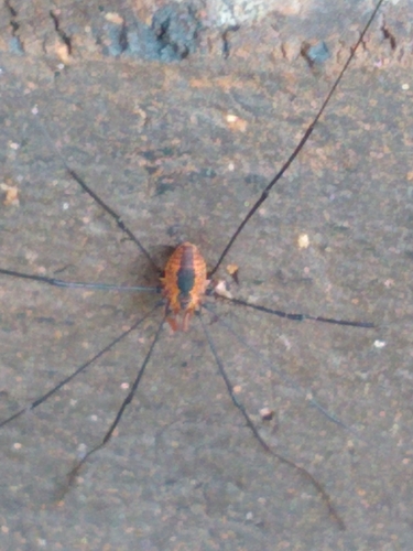 Photo of Eastern Harvestman (Leiobunum vittatum)