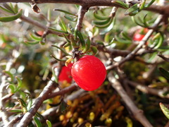 Coprosma cheesemanii