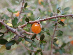 Coprosma ciliata
