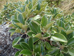 Brachyglottis buchananii