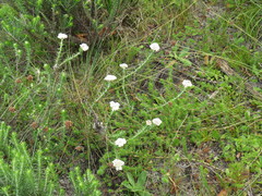 Metalasia pulchella