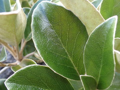 Brachyglottis buchananii