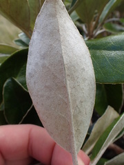 Brachyglottis buchananii