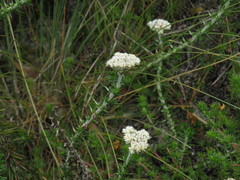 Metalasia pulchella