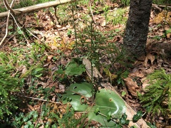 Platanthera orbiculata