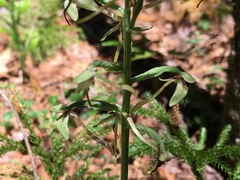 Platanthera orbiculata