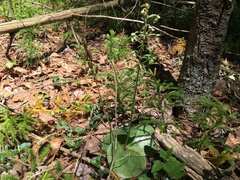 Platanthera orbiculata