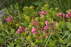 Rhododendron hirsutum