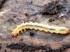 Dendroides canadensis