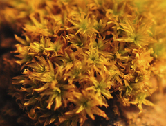 Zygodon viridissimus