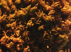 Zygodon viridissimus