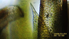 Zygodon viridissimus