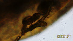 Zygodon viridissimus