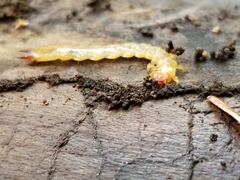 Dendroides canadensis