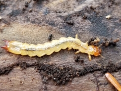 Dendroides canadensis