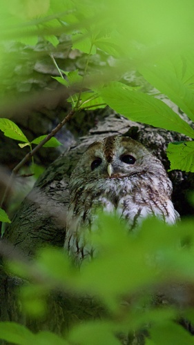 View observation of {o.common_name} on iNaturalist