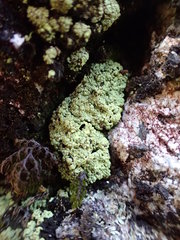 Arthrorhaphis alpina