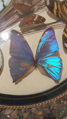 Morpho aega