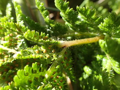 Hypolepis millefolium