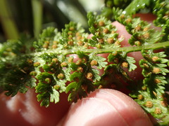 Hypolepis millefolium